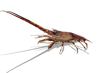 精品动物模型 龙虾(4)
